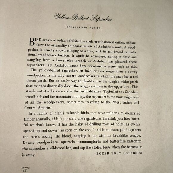 Yellow Bellied Sapsucker Print Roger Tory Peterson From Audubon Birds of America - Picture 8 of 8